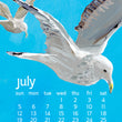 Load image into Gallery viewer, 2026 Desktop Calendar - 5 x 7 - Kate Libby