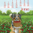 Load image into Gallery viewer, 2027 Desktop Calendar - 5 x 7 - Dog Days
