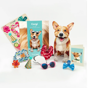 Corgi - Pop Up Pet