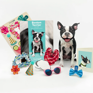 Boston Terrier - Pop Up Pet