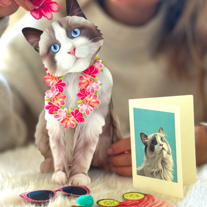 Ragdoll Cat - Pop Up Pet